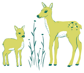 WHAT INGREDIENTS DO YOU USE ?